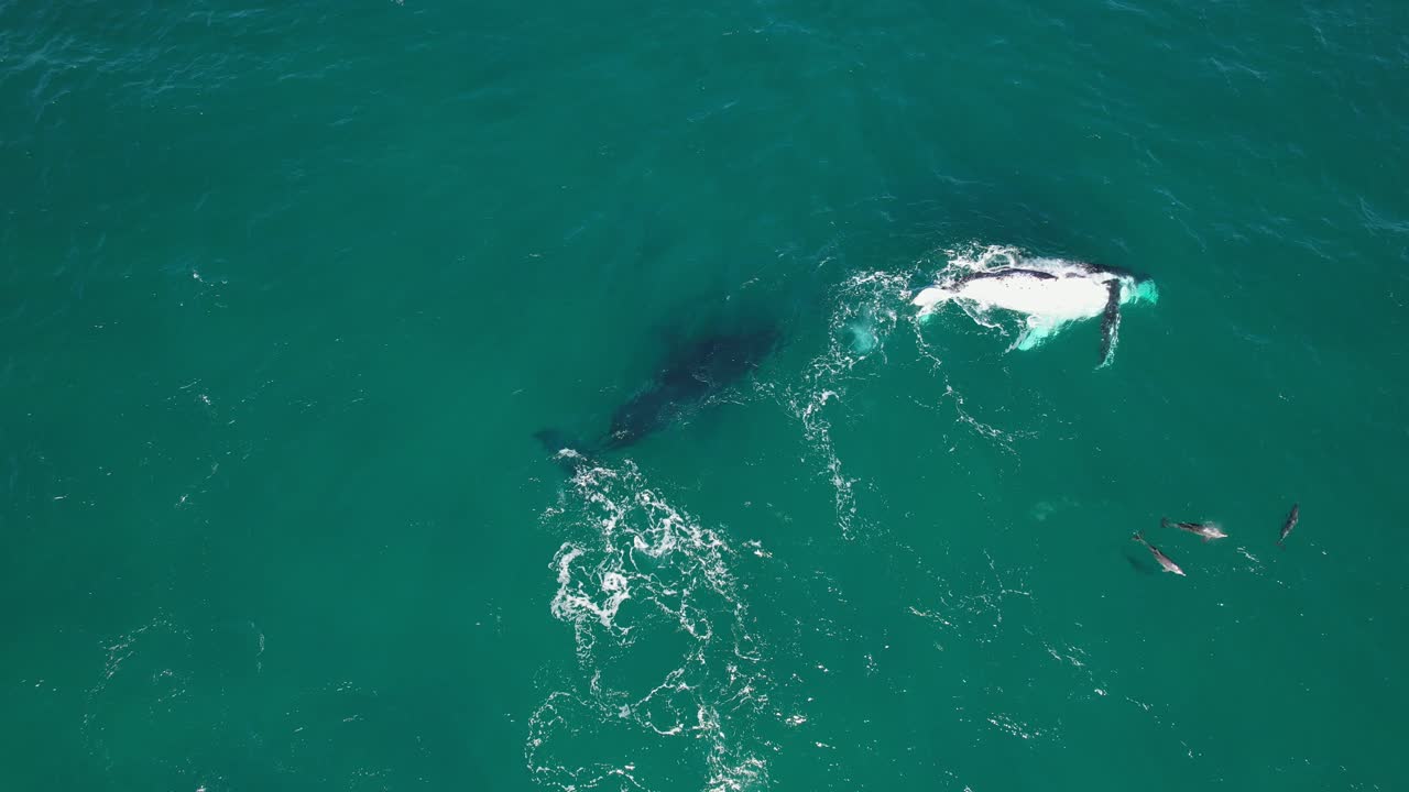 Slow Motion Of Two Humpback Whales Swimming With Mullet Fish, One Of Them Rounding Out In Sea