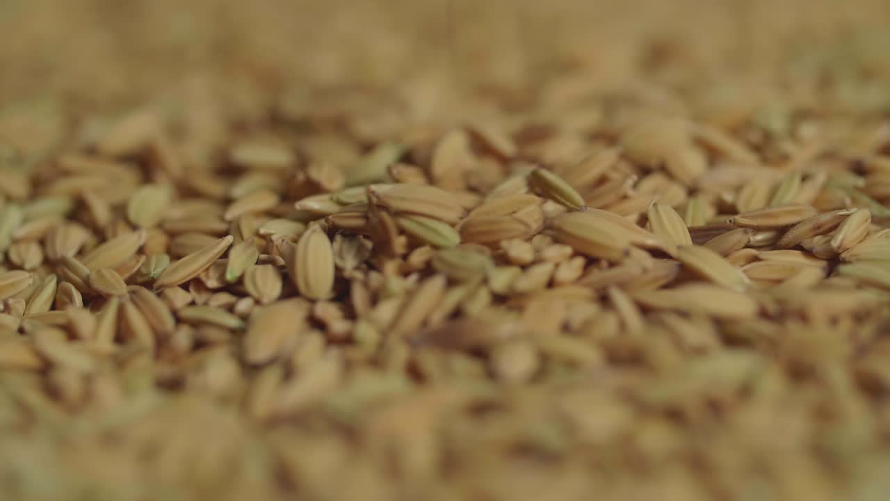 Dry Uncooked Rice Grain Is Falling From Top To The Bottom