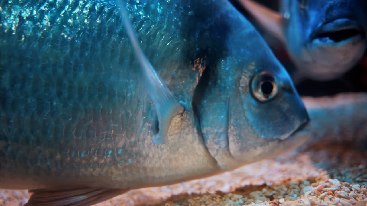 Close up of a Diplodus vulgaris fish swimming near coral reefs