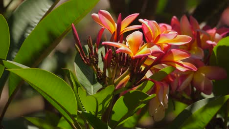 abeja volando alrededor, polinizando bonitas flores de frangipani rosadas y amarillas