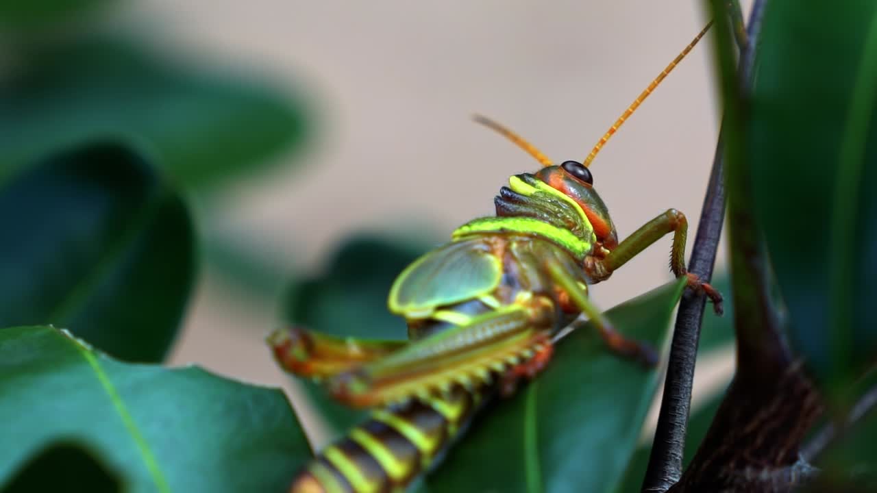 Primo piano macro, ripresa in slow motion a 120 fps di una cavalletta colorata verde, gialla e arancione seduta su una foglia in una foresta brasiliana nel Parco Nazionale della Chapada Diamantina in Bahia durante un'escursione.