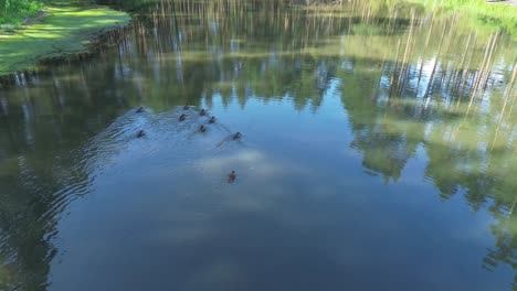 "Drone-soars-over-Europe's-dawn-lit-lake,-revealing-a-tranquil-lagoon,-lush-forest,-and-an-elegant-bridge