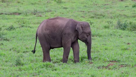 los elefantes asiáticos son especies en peligro de extinción y también son residentes de tailandia