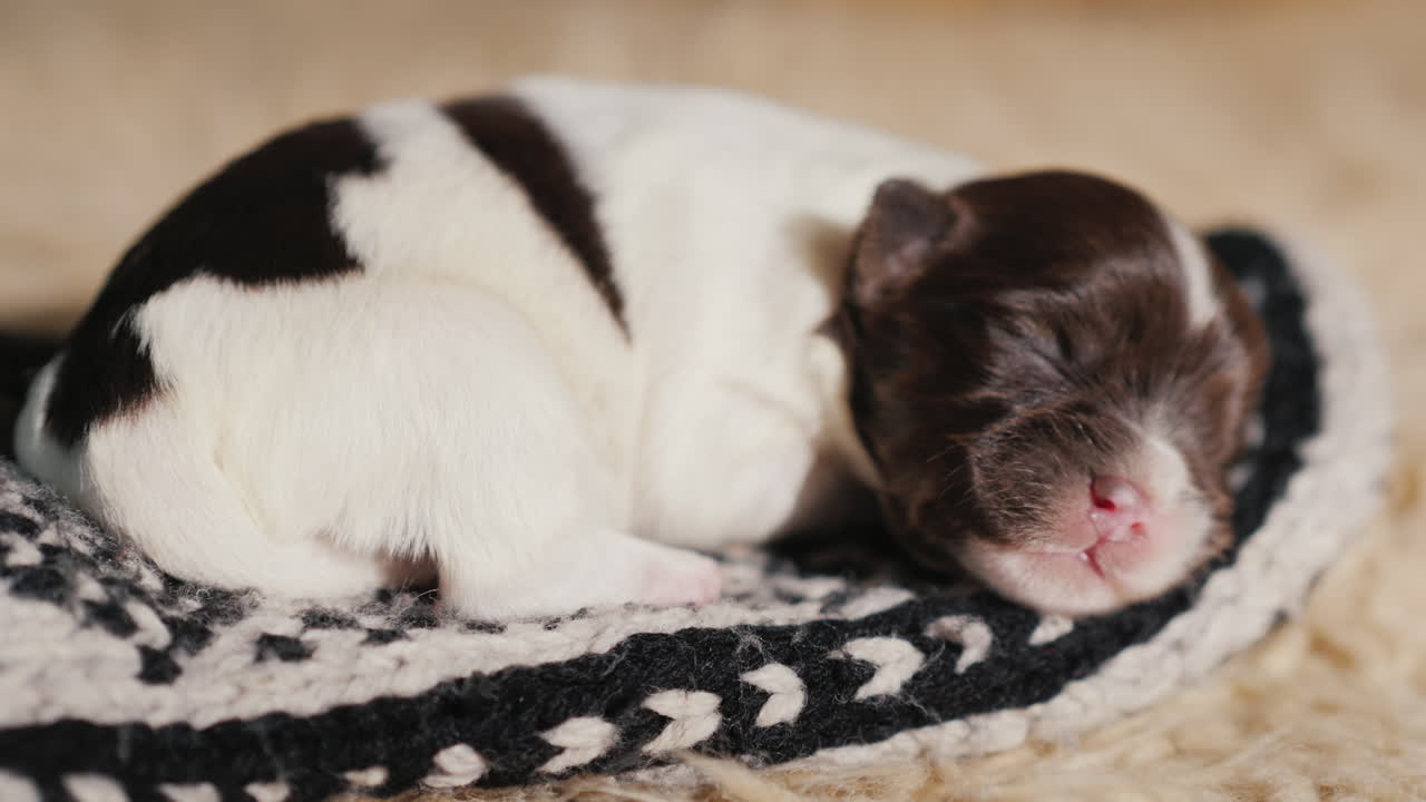 Piccolo cucciolo dorme nel suo letto - Video tenero con animali 02