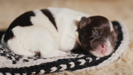 Little-Puppy-Sleeps-In-His-Bed-Cute-Video-With-Animals-02