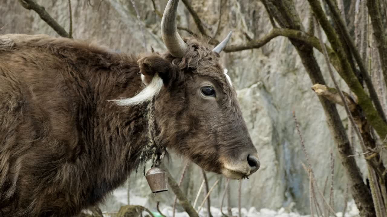 el yak del himalaya entre las montañas de nepal. el recorrido por el circuito de manaslu.