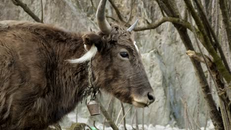 the himalayan yak among the mountains of nepal. manaslu circuit trek.