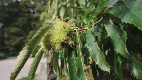 closeup of chestnuts tree and spiky husk by private town street, day