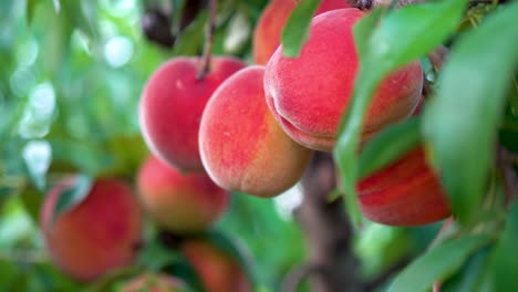 motion push in of fresh ripe peaches hanging on a tree in an orchard