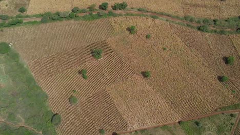 aerial view over farmlands in rural, sunny east africa - tracking, drone shot