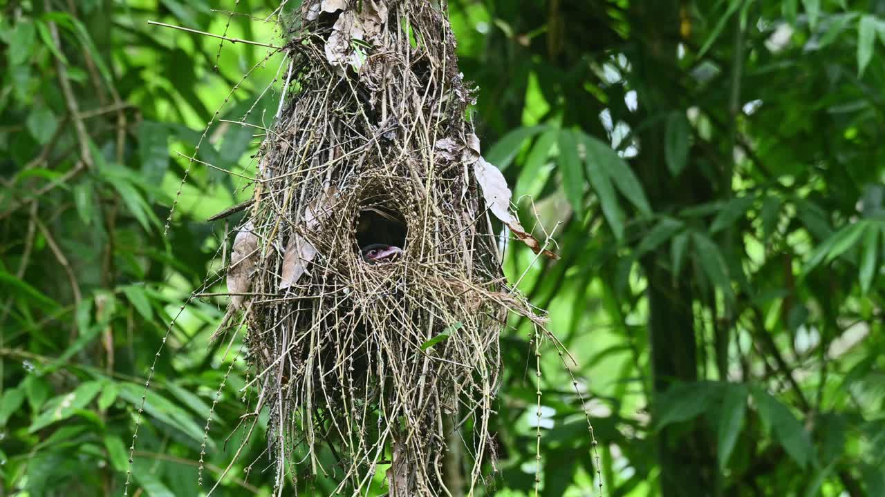 Dusky Broadbill, Corydon sumatranus