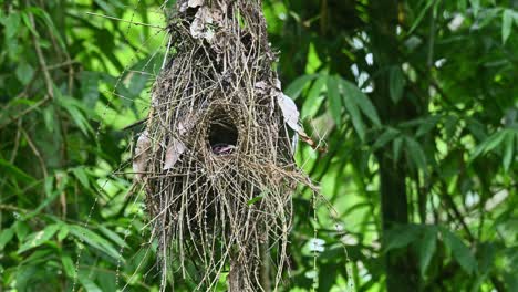 Dunkler-Breitschnabel,-Corydon-Sumatranus