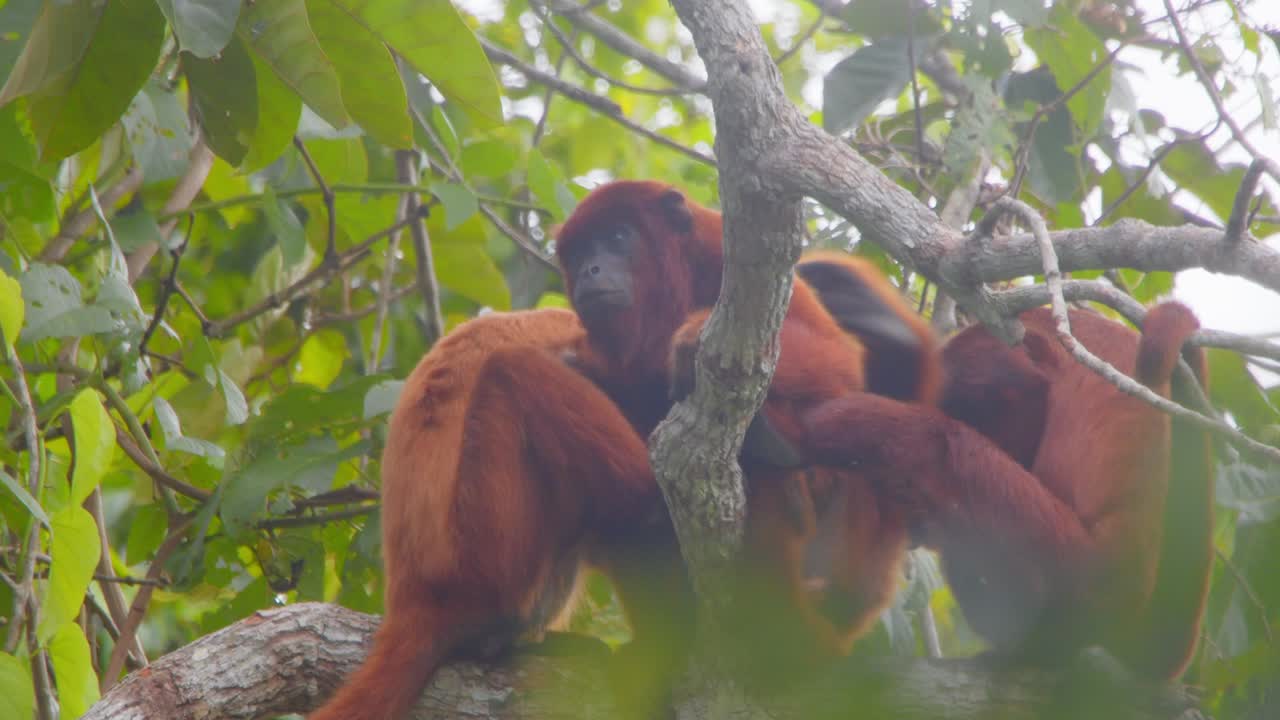 Red Howler monkeys in the canopy, grooming and bonding, a glimpse into their social lives.