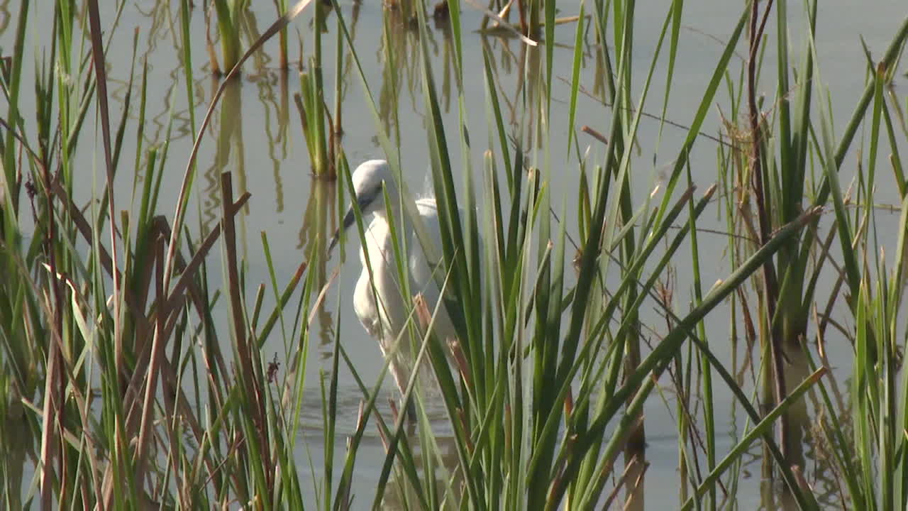 White Bird in Marsh
