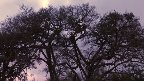 baboons silhouetted against a night sky in a tall tree in africa