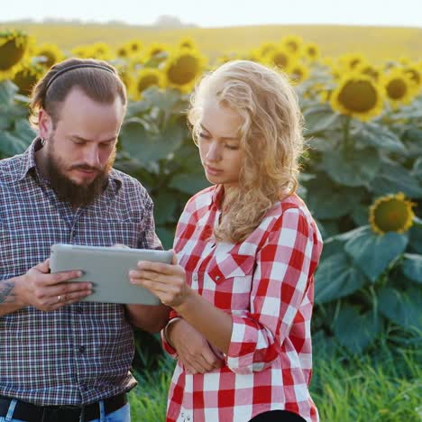 Los-Agricultores-Trabajan-En-Un-Campo-De-Maíz-Verde-3