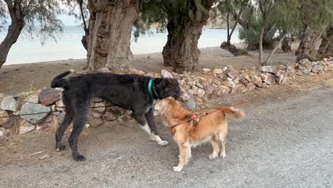 greece, patmos, grikos, two dogs getting to know each other by sniffing. one big black and white dog and a golden retriever by the beach, under trees.