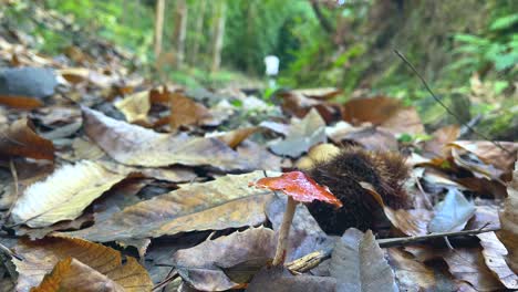 Mädchen,-Das-An-Einem-Herbsttag-Im-Hintergrund-Spaziert