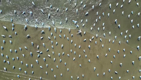 muchos pájaros comiendo comida en una vista panorámica del río