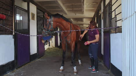 woman grooming horse in stable