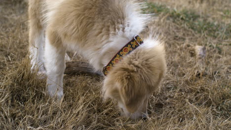 Anatolian-Shepherd-and-Great-Pyrenees-Dogs-playing-outside-sniffing-ground,-day