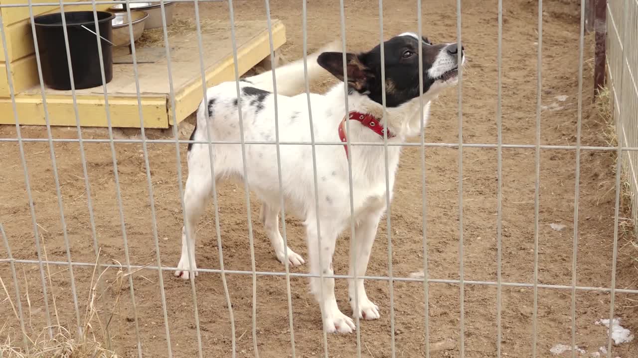 A lonely dog sits behind a wire fence in a cage, looking out. The setting appears to be an animal shelter or kennel, evoking feelings of abandonment and hope for adoption.