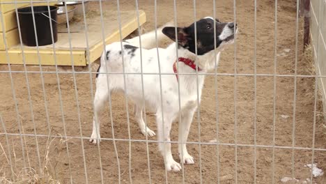 a lonely dog sits behind a wire fence in a cage, looking out. the setting appears to be an animal shelter or kennel, evoking feelings of abandonment and hope for adoption.
