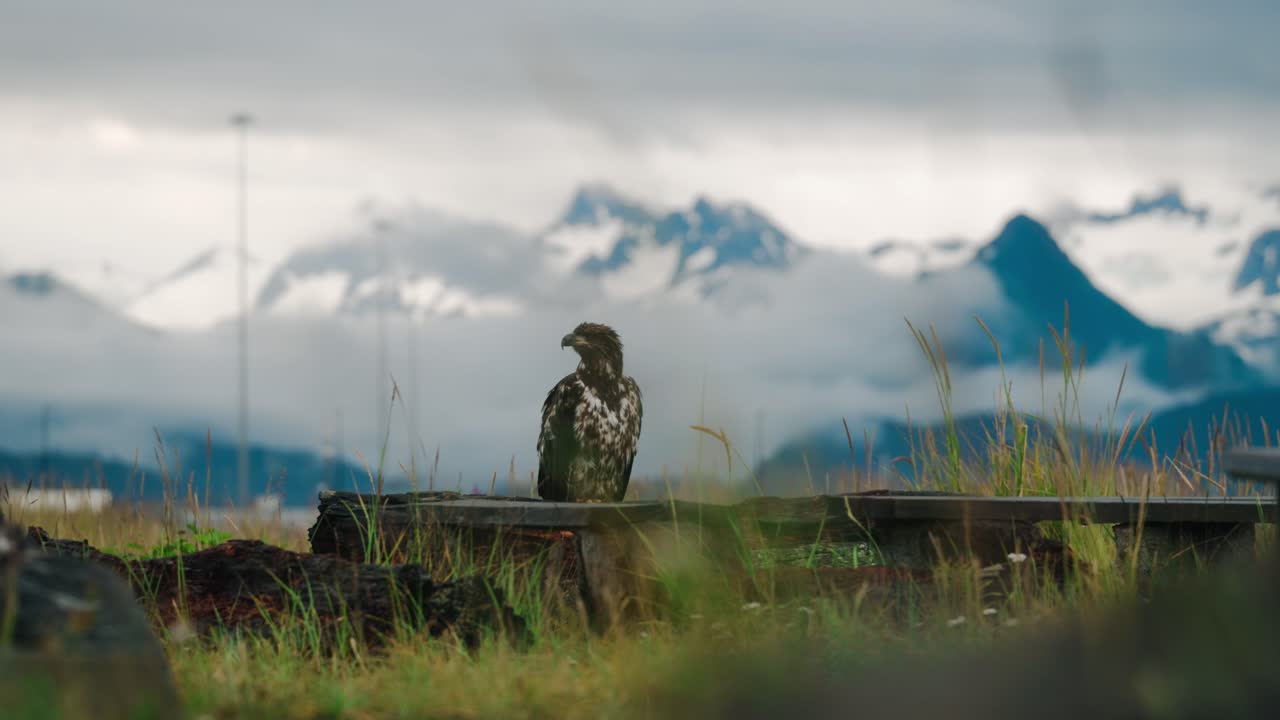 águila calva bebé manchada encaramada en la naturaleza con montañas cubiertas de nieve en el fondo