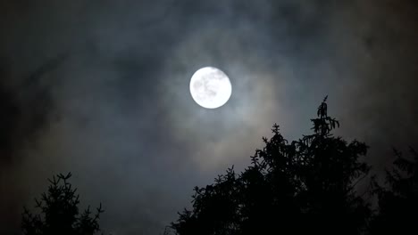 la danza de la luna y las sombras en una noche ventosa