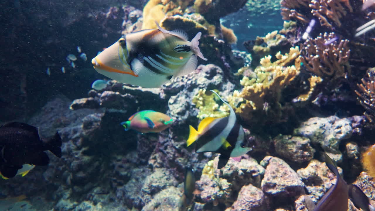 Colorful tropical fish swimming in coral reef tank with calm underwater vibes