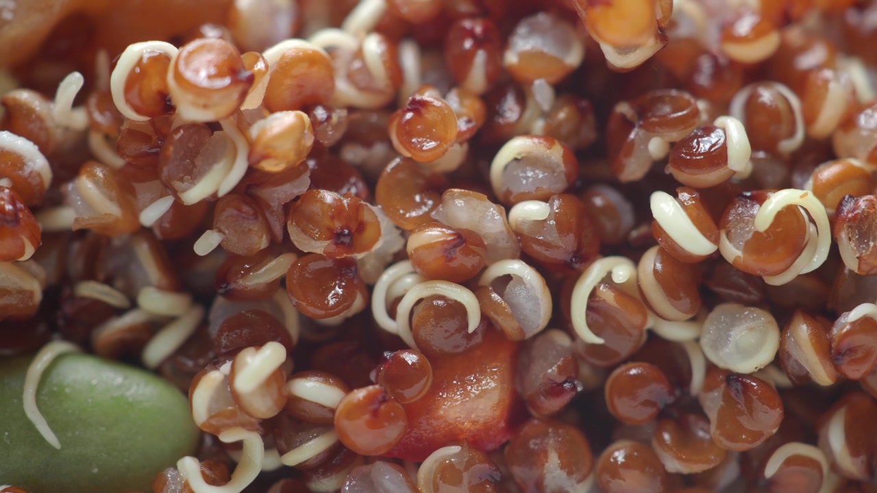 Vista dettagliata di semi di quinoa marrone che germogliano
