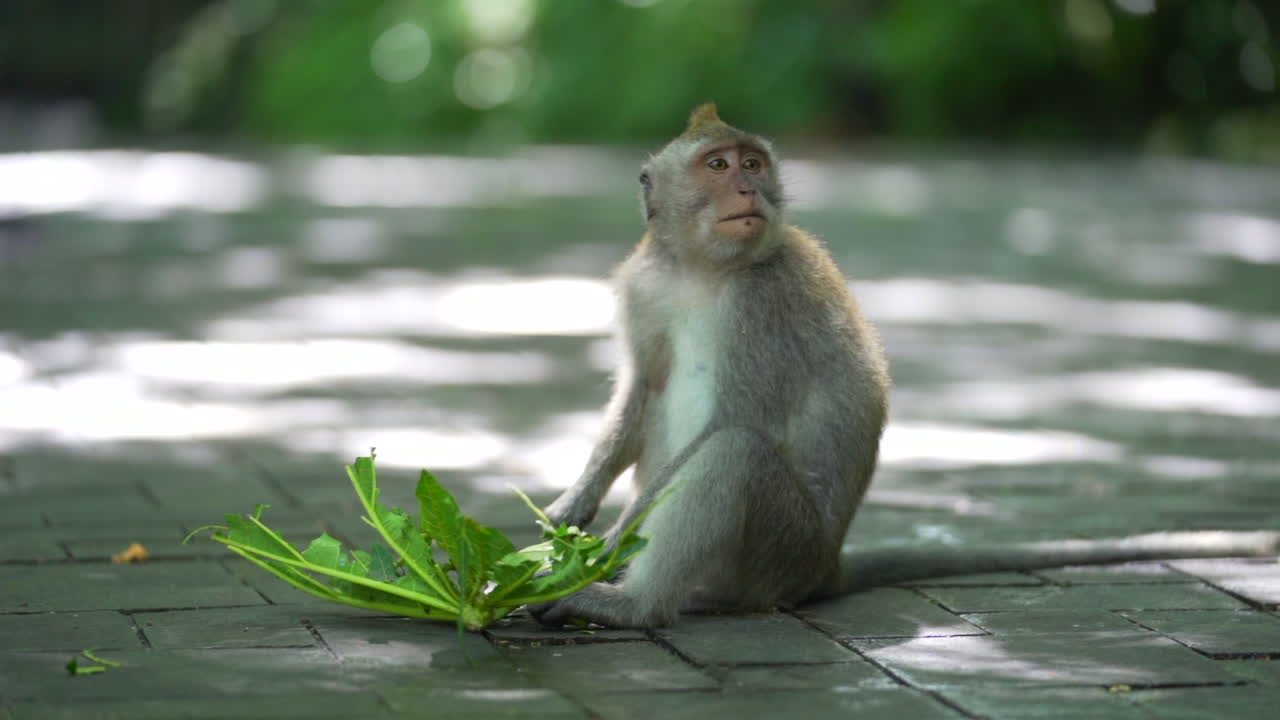 mono pequeño comiendo verduras de hoja en el suelo en clima tropical