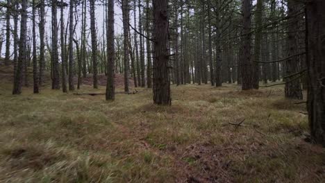 running among the trees in a forest