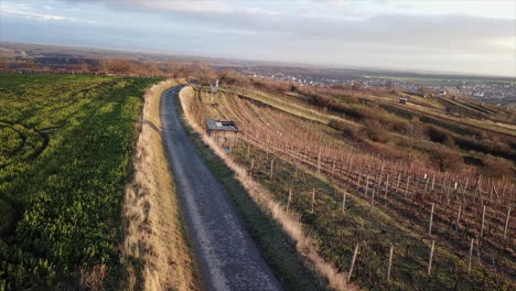 drone aerial view above the vineyard