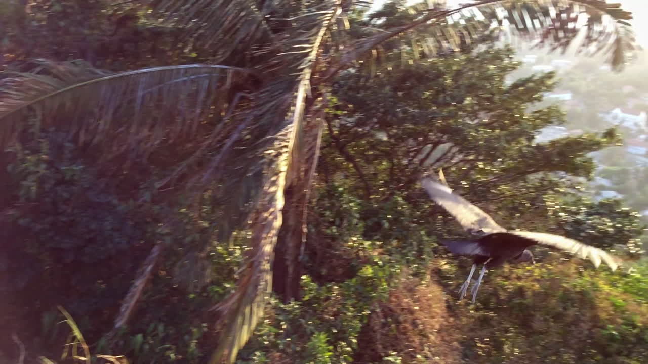 파나마 운하를 배경으로 이륙하고 날아가는 검은 독수리