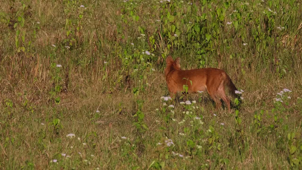 perro silbante cuon alpinus visto en medio de la pradera sacudiendo su cuerpo y luego camina hacia la izquierda, parque nacional khao yai, tailandia
