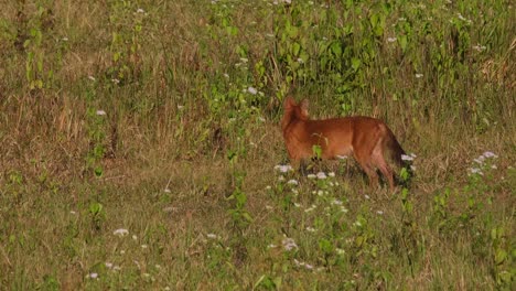 Perro-Silbante-Cuon-Alpinus-Visto-En-Medio-De-La-Pradera-Sacudiendo-Su-Cuerpo-Y-Luego-Camina-Hacia-La-Izquierda,-Parque-Nacional-Khao-Yai,-Tailandia