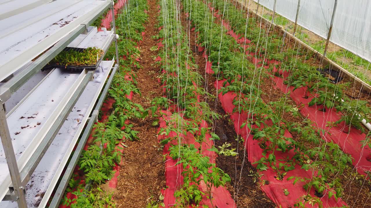 la casa verde de los pobres con plantas jóvenes de tomate cultivadas y cuidadas