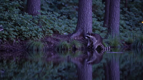 raccoons by a pond at twilight