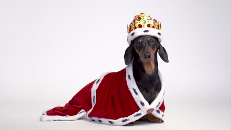 black and tan adorable dachshund dog dressed in a red royal mantle and a crown on white background