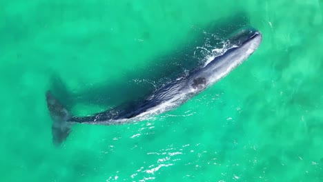 Aerial-shot-of-a-sperm-whale-resting-on-the-surface-of-the-sea-for-breathing