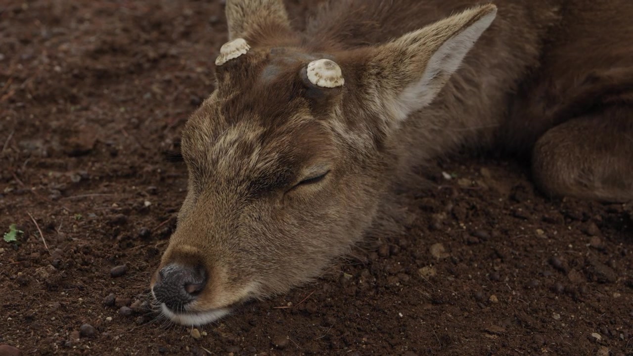 Primo piano di un cervo sika con monconi di corna segate che dorme pacificamente sul terreno marrone a Nara.