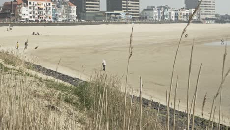 someone walking on a beach in the netherlands