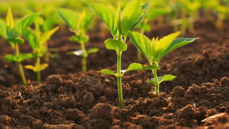 young seedlings growing in rich, fertile ground, showcasing early stages of plant development within agricultural landscape, symbolizing new life and growth potential