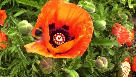 bumblebees collect pollen from poppies swaying in the wind