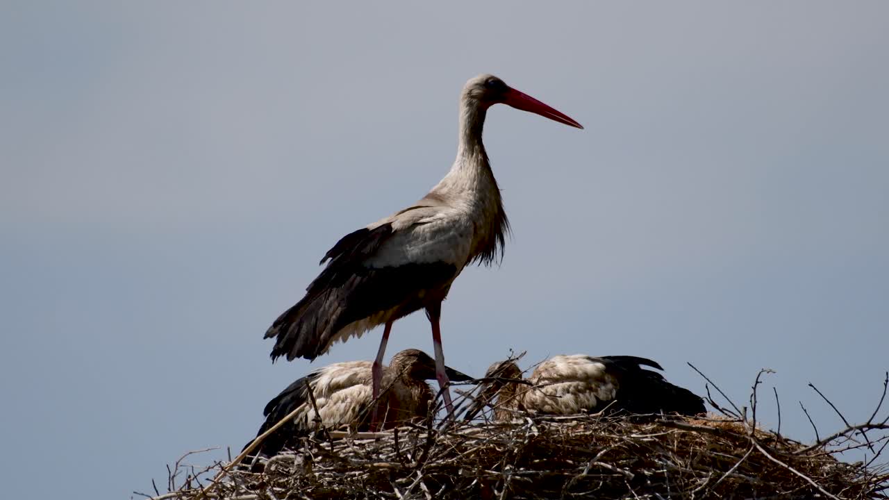 vídeo de alta definição 4k das belas aves de ninho da cegonha - armênia