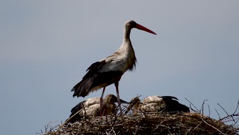 4k high definition video of the beautiful nesting stork birds- armenia