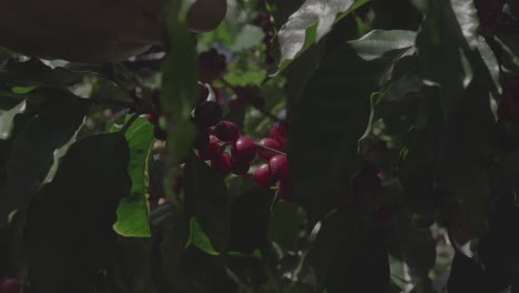 coffee-plantation-and-harvest-Mountain