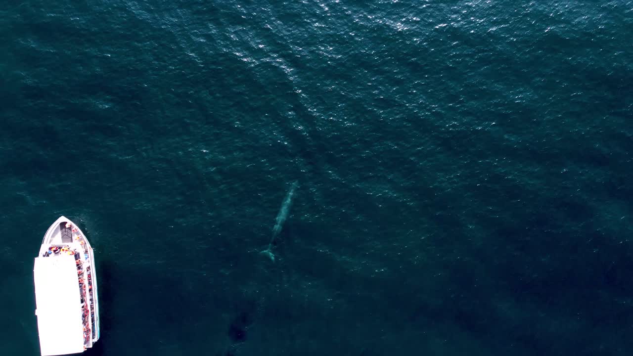 rara toma aérea de una gran ballena muy cerca de un bote blanco en medio del océano azul, sri lanka