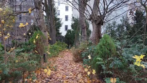 Ein-Spaziergang-Auf-Einem-Pfad-Im-Wald-In-Berlin,-Deutschland,-Natur,-Abgestorbene-Blätter,-Bäume,-Farben-Des-Herbstes,-HD,-30-Fps,-10-Sek